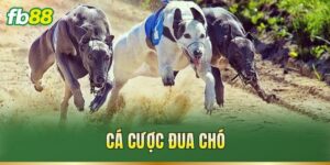 Cá Cược Đua Chó
